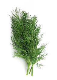 Enfermedades controladas por biofungicida T34 Biocontrol para eneldo. Fusarium spp. Pythium spp.