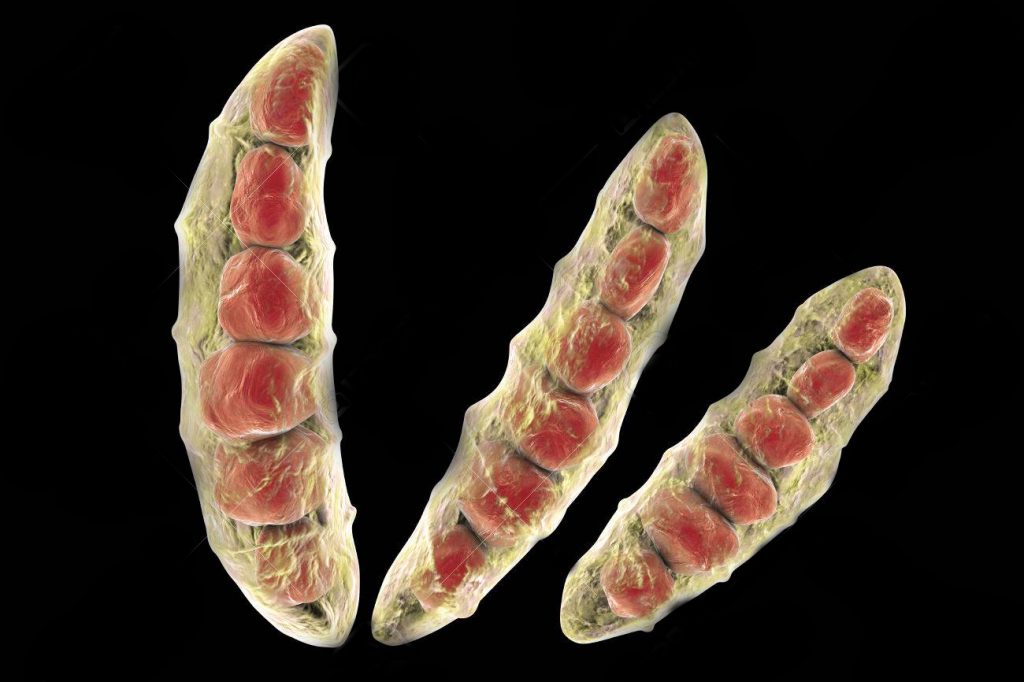 Biofungicida T34 Biocontrol para el tratamientoFusarium spp.
