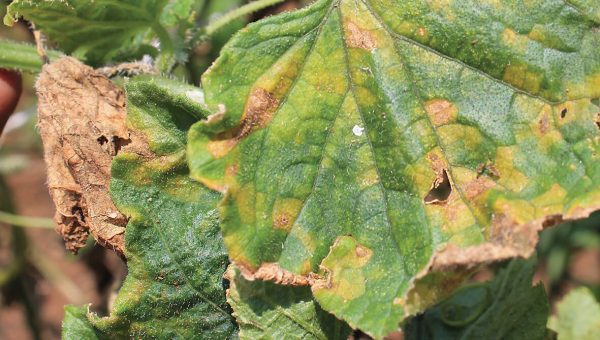 Cultivos protegidos por T34 Biocontrol contra Phytophthora spp.