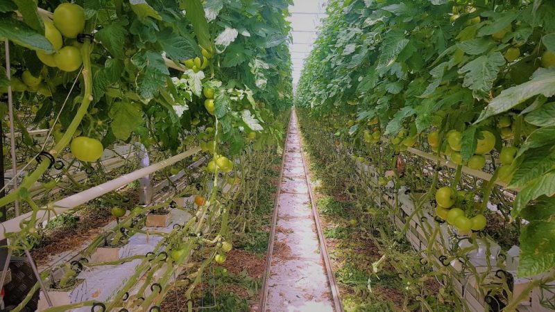 Cultivos de tomate tratados con T34 Biocontrol en Francia