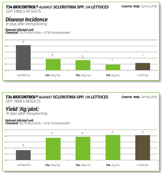 Tabla resultados T34 Biocontrol contra Sclerotinia spp. en lechugas. Incidencia Enfermedad 31 dÃ­as vs 70 dÃ­as