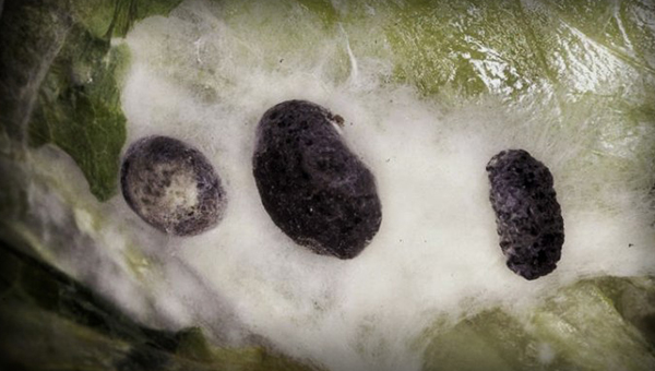 Imagen de Sclerotinia spp. en tejido vegetal afectado. Se observan esclerocios oscuros rodeados de micelio blanco algodonoso, caracterÃsticos de este hongo fitopatógeno, responsable de la pudrición blanca en numerosos cultivos.