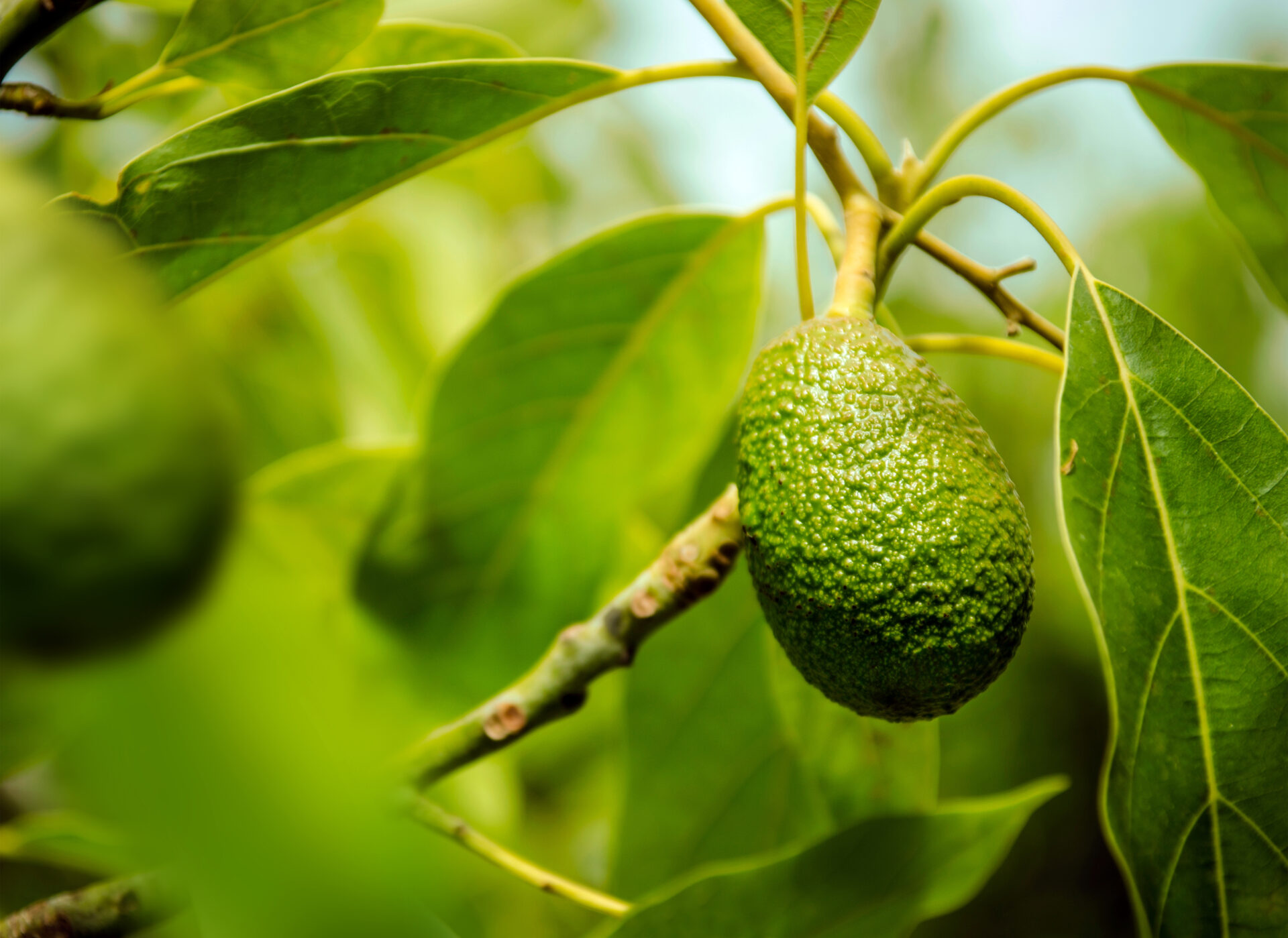 Primer plano de un aguacate verde colgando de una rama en un árbol, rodeado de hojas verdes. La luz natural resalta la textura rugosa del fruto y la frescura del entorno, con un fondo desenfocado que sugiere un cultivo de aguacates.
