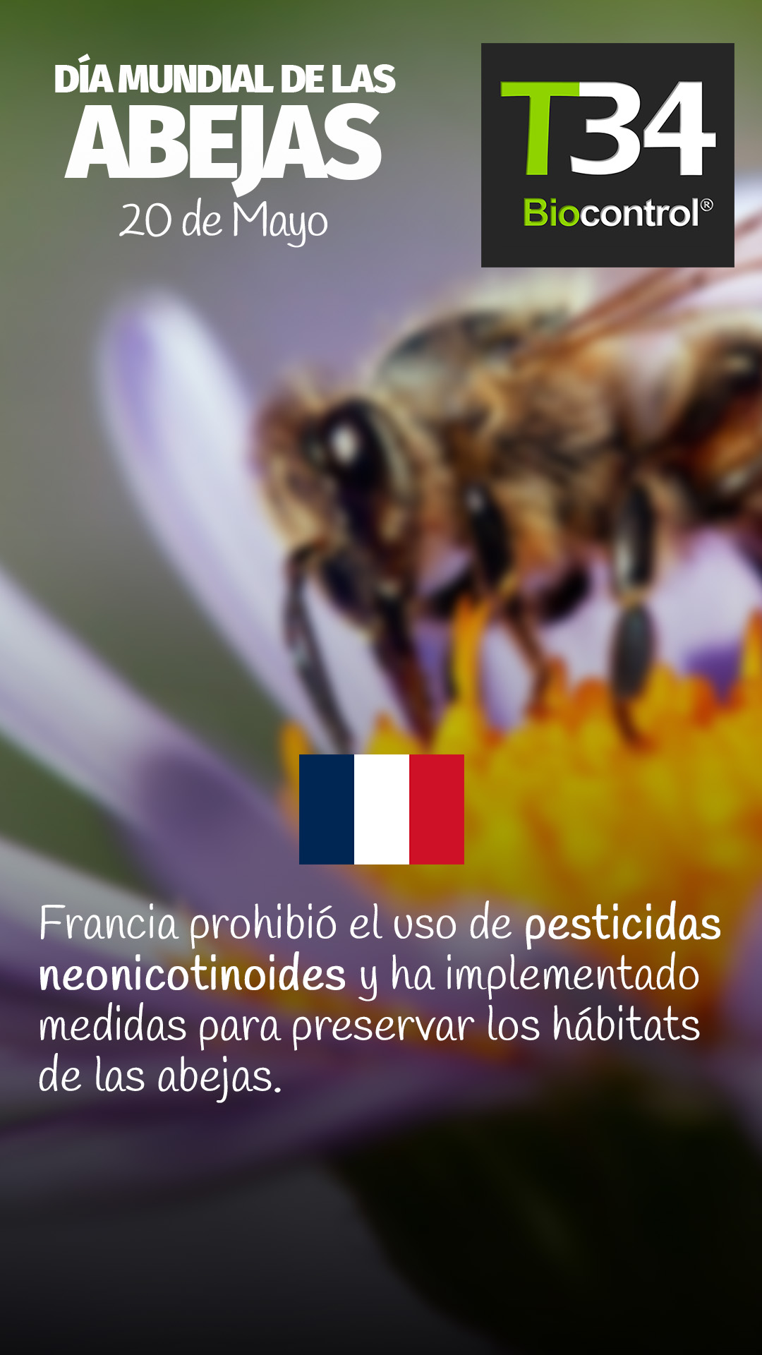 DIAMUNDIAL_ABEJAS_003