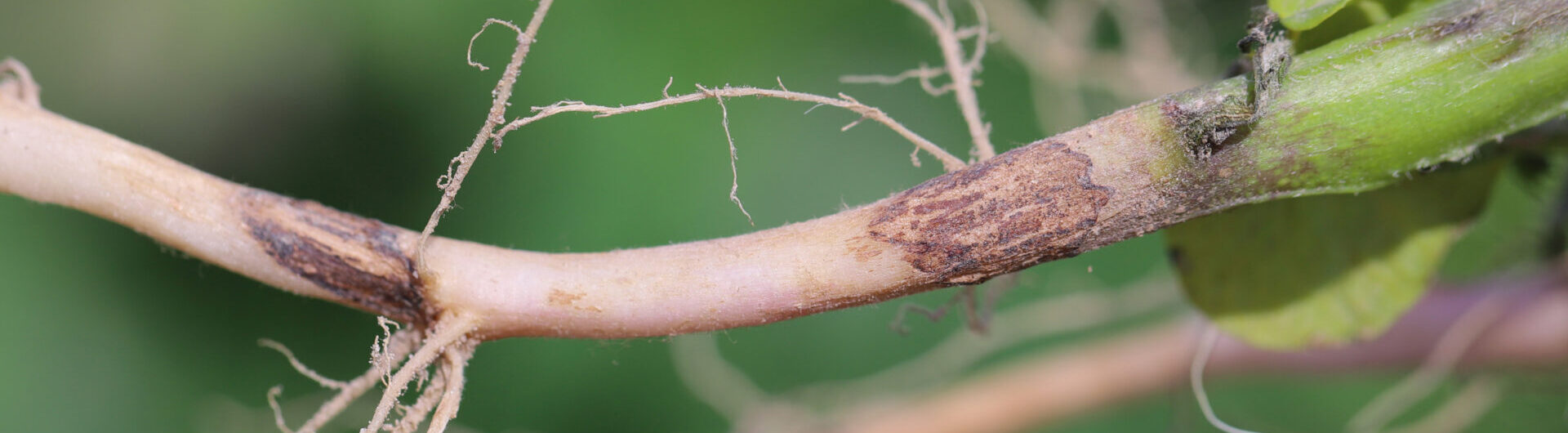 Primer plano de una planta con sÃ­ntomas de infección por Rhizoctonia solani. Se observan lesiones necróticas marrones en la base del tallo y raÃ­ces, con signos de pudrición seca. La textura dañada del tejido es caracterÃ­stica de la enfermedad causada por este hongo del suelo.
