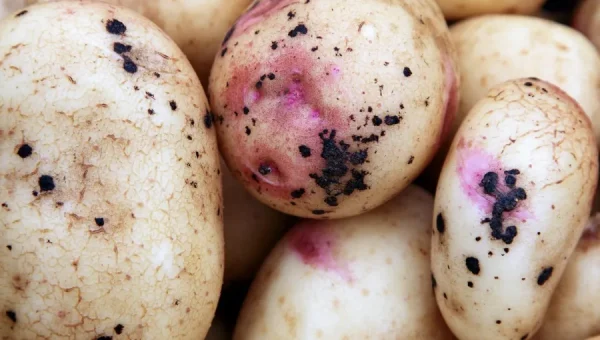 Primer plano de patatas afectadas por Rhizoctonia solani, mostrando manchas oscuras irregulares y lesiones necróticas en la piel. Algunas áreas presentan una coloración rosada y grietas superficiales, sÃntomas caracterÃsticos de la sarna negra causada por este hongo del suelo.