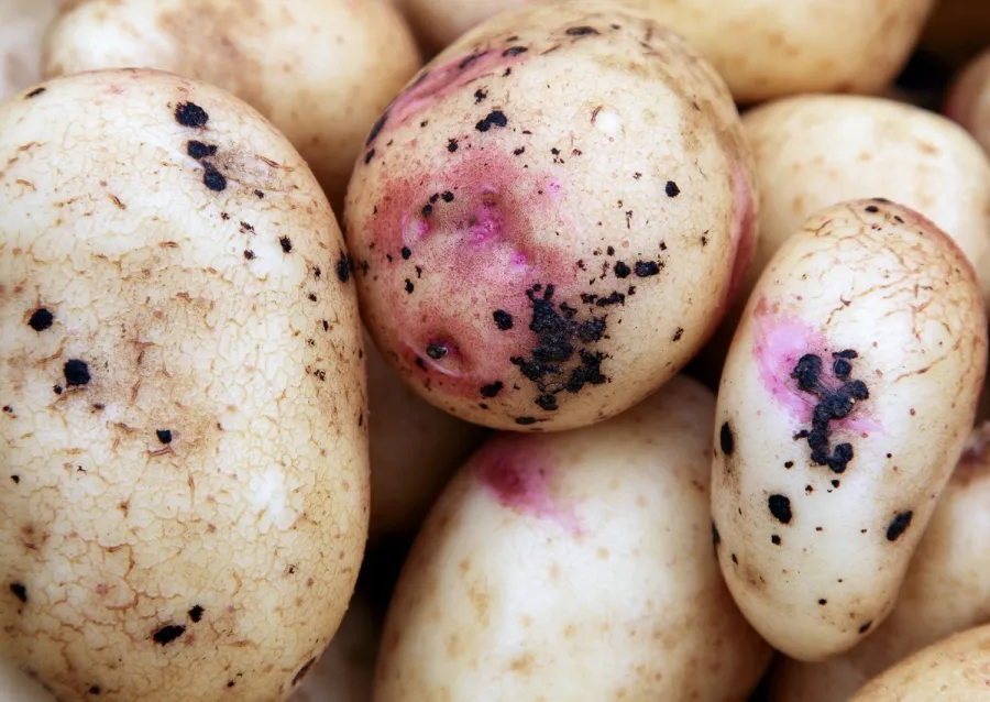 Primer plano de patatas afectadas por Rhizoctonia solani, mostrando manchas oscuras irregulares y lesiones necróticas en la piel. Algunas áreas presentan una coloración rosada y grietas superficiales, sÃ­ntomas caracterÃ­sticos de la sarna negra causada por este hongo del suelo.