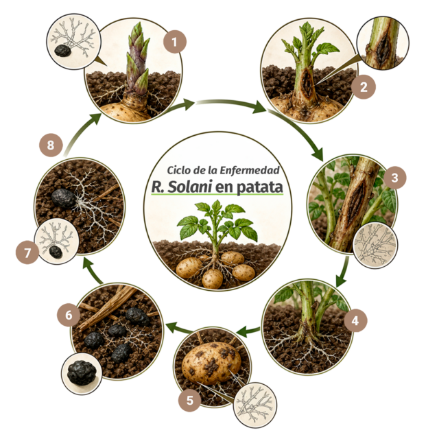 Infografía de los mecanismos de acción de T34 frente a Rhizoctonia solani en patata