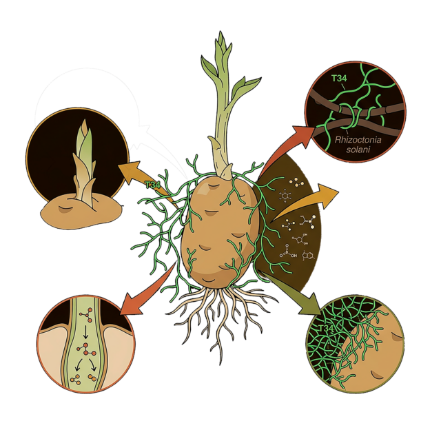 Infografía de los mecanismos de acción de T34 frente a Rhizoctonia solani en patata