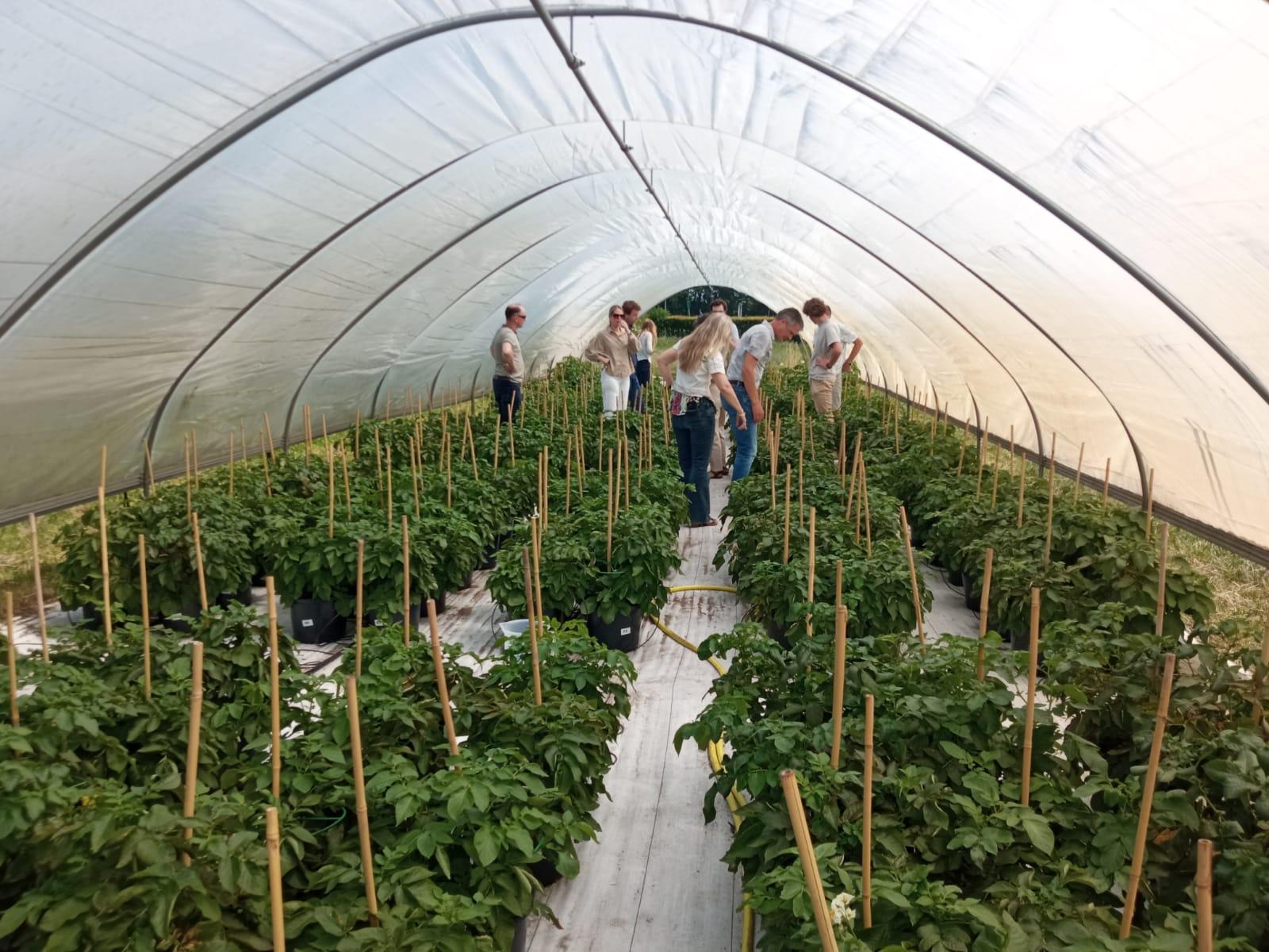 Visita a los ensayos de patata del proyecto RhizocNEW en la Universidad de Wageningen
