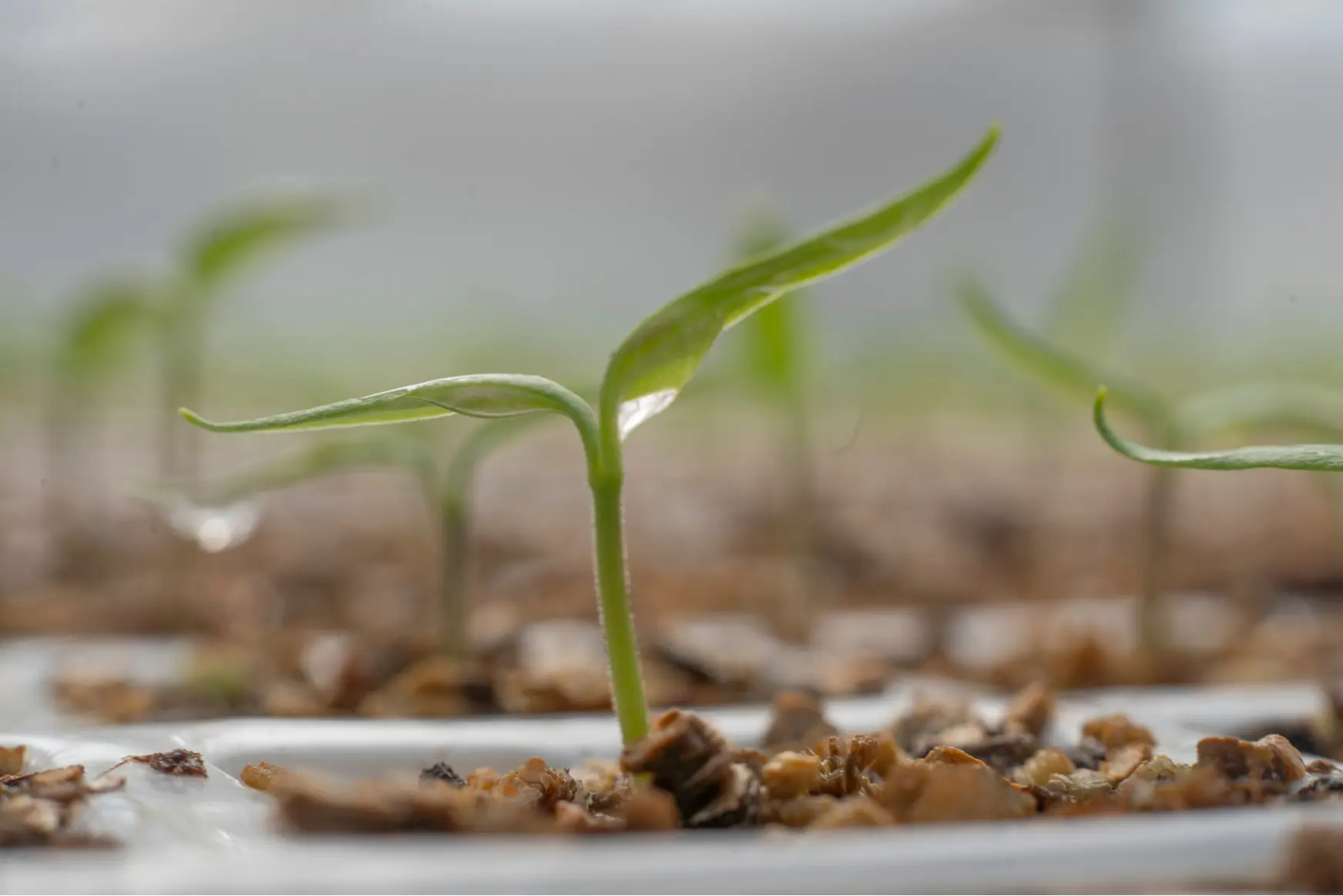 Invernadero en replantación tras levantar el cultivo anterior