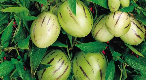 Enfermedades controladas por T34 Biocontrol para pepino dulce. Pythium spp.